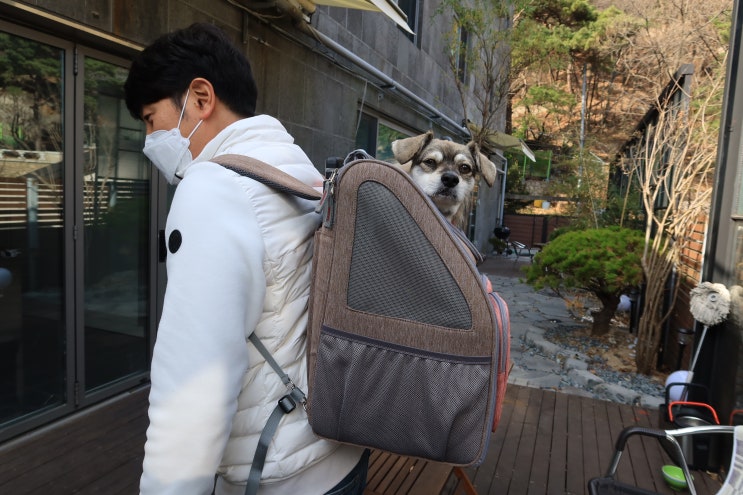  강아지이동장 캐리어까지 되는 크로노 활용하기 좋아요!