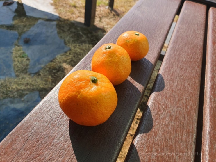  귀여운 귤 삼형제
