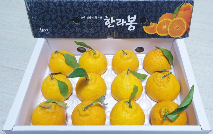  인하네 한라봉 제주한라봉 선물용으로 추천해요 !
