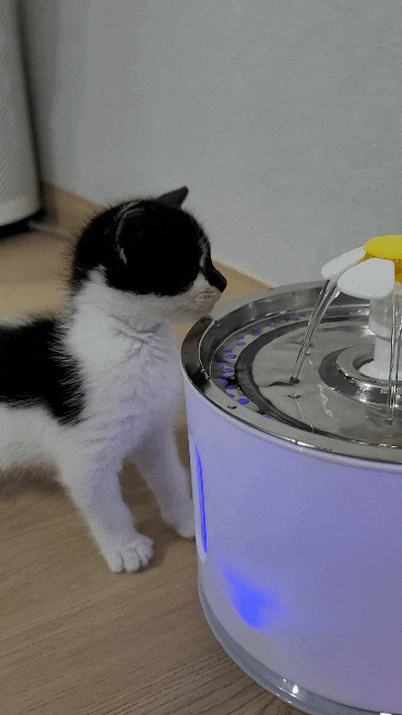 고양이물통 딩동펫 플라워 스텐 정수기2L 하양이 엄청 좋아하네 ?