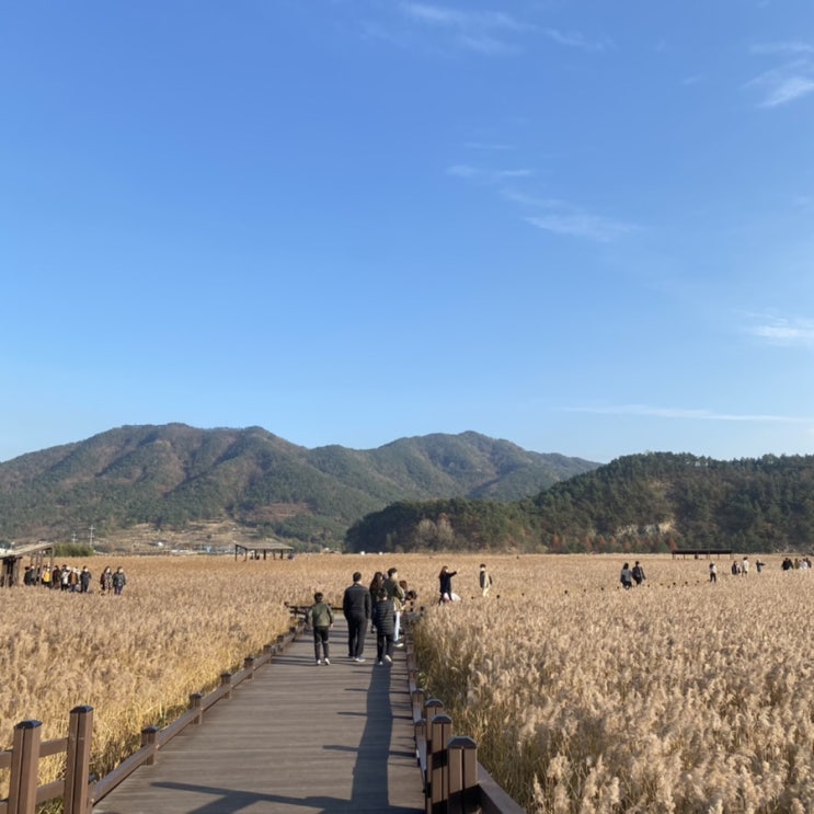  친구들과 함께 순천만습지로 떠난 늦가을 여행 (순천만갈대밭)