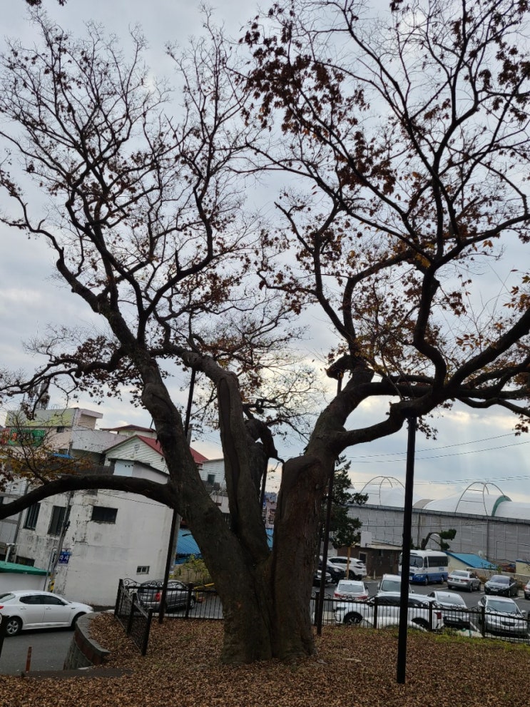 김제 여행, 김제 요촌동 느티나무(보호수, 지정번호: 9-16-10)