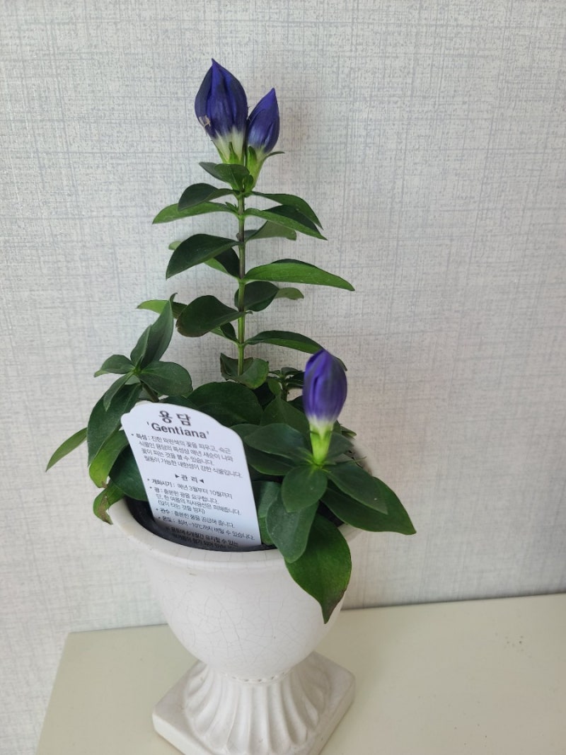 크리스마스 분위기 꽃 축하꽃말 포인세티아.게발선인장꽃번식 화초 소품으로 장식하기 : 네이버 블로그 크리스마스 분위기 꽃 축하꽃말 포인세티아.게발선인장꽃번식 화초 소품으로 장식하기 : 네이버 블로그