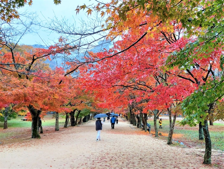  전북 가볼만한곳 가을에... 내소사