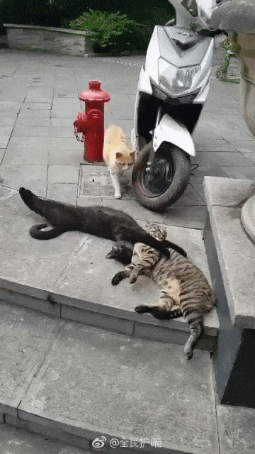  고양이 움짤 모음, 고양이웃긴움짤, 귀여운 고양이, 웃긴 고양이, 재밌는 고양이 영상, 빙구미 넘치는 고양이, 고양이짤