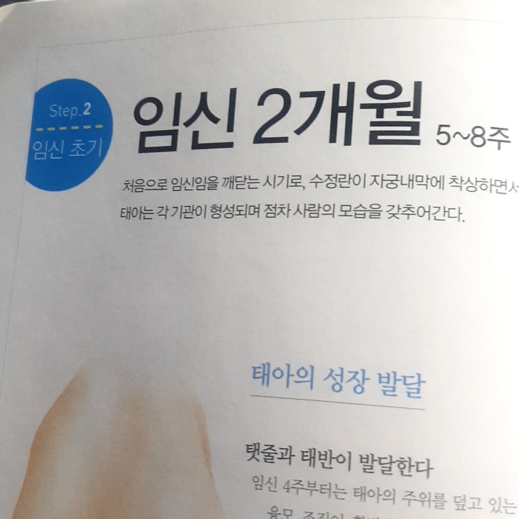  임신 2개월 5~8주 ? 변화?