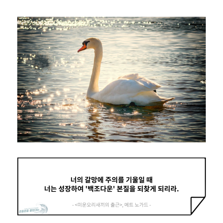  [좋은 글] 미운 오리 새끼가 백조가 되려면?