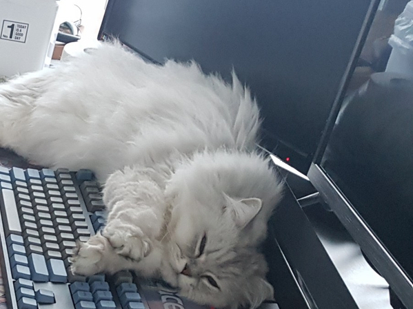  고양이 구내염 증상과 예방하는 방법
