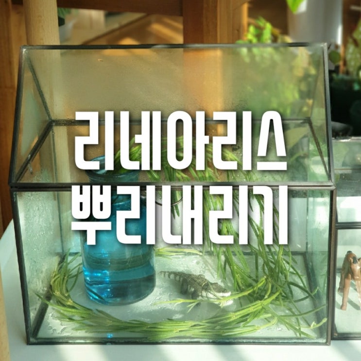  호야 리네아리스
