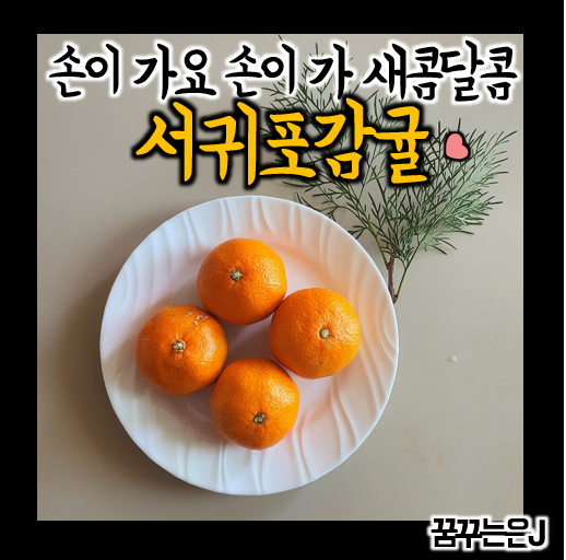  고당도 서귀포감귤 솔직리뷰