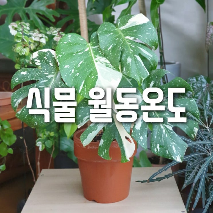  식물 월동온도