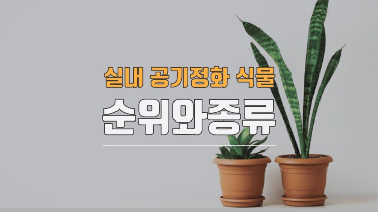  실내공기정화식물 순위와 종류가 궁금하다