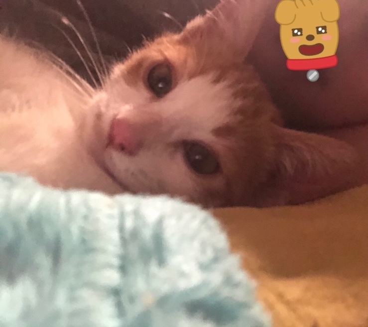  우리집 고양이 치즈
