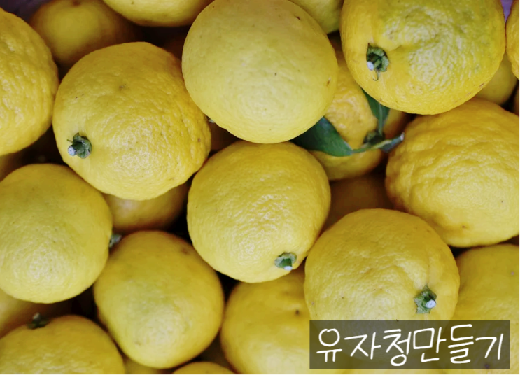  거제생유자로 유자청만들기