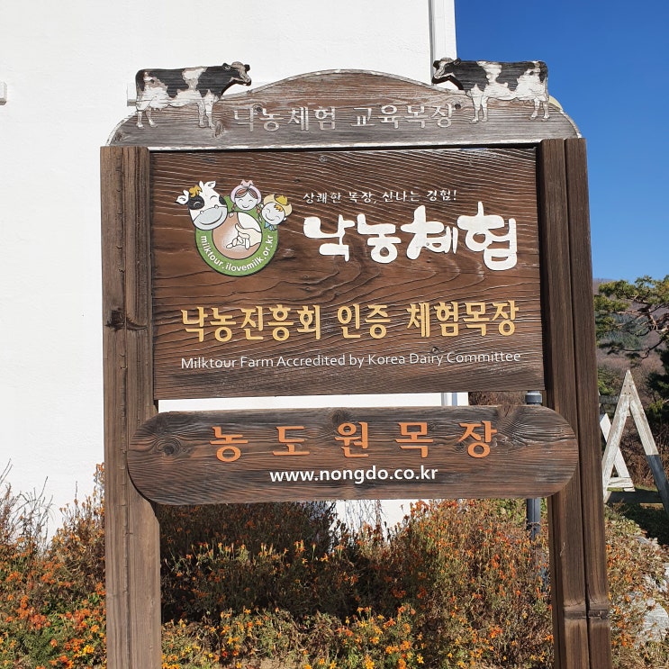  [후기] 용인 낙농체험 농도원 목장 후기 및 가격 (소젖짜기, 치즈 만들기, 송아지 우유주기, 아이스크림)