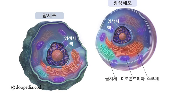  무법자 암세포(죽지 않는 세포)