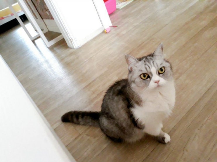  귀요미 고양이 전옹이 미모 구경하세요~~~