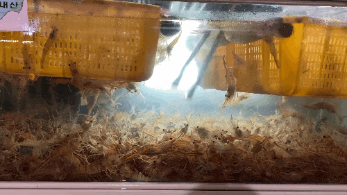 [맛집] 파닥파닥 신선한 새우가 있는 해운대맛집 '황금새우'