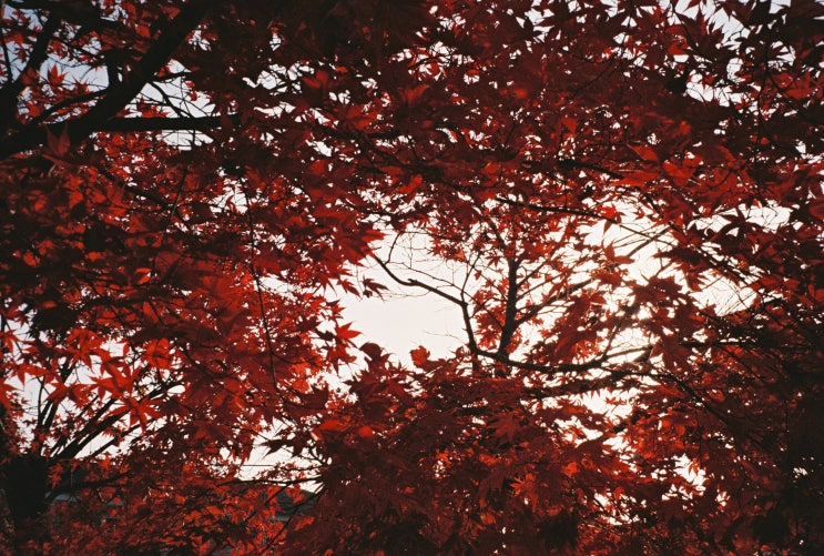  [Film] Good bay 가을