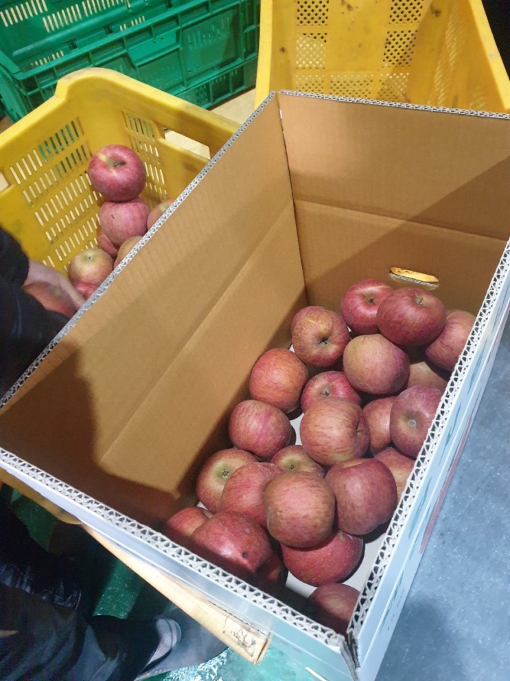 [사과농장] 제천 명암골농원 파지사과(흠과) 구매기
