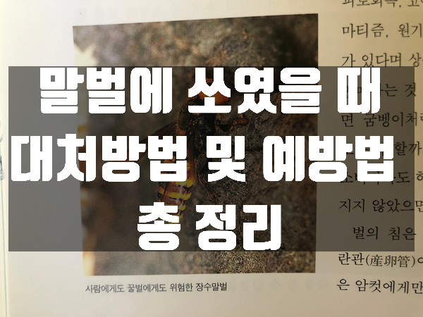  말벌에 쏘였을 때 대처방법 및 예방법 총 정리