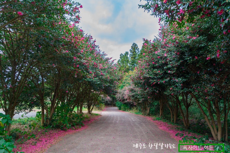  청초밭 & 동백마을 동백꽃소식(2020.11.30) [제주 한달살기 숙소 씨사이드이든]