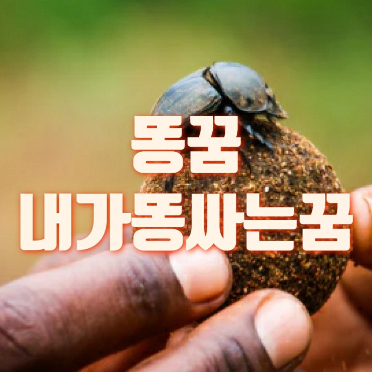  내가 똥 싸는 꿈 대변꿈 똥누는 꿈 나만 모르는 좋은 꿈?