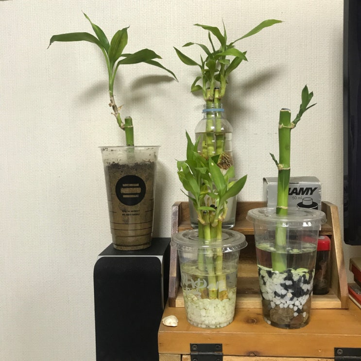  반려식물(개운죽)