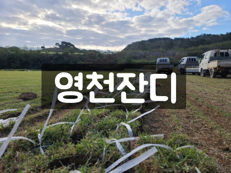  대구 영천 잔디 배달했어요