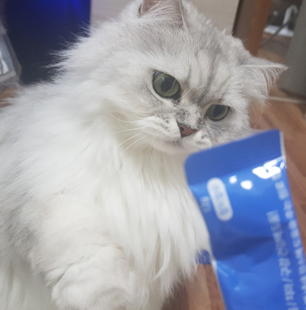  묘가탄으로 고양이 구강관리