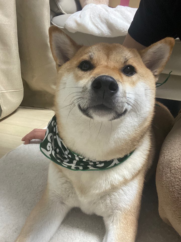 찹쌀이의 모험 시작합니다 찹쌀이의 모험 시작합니다