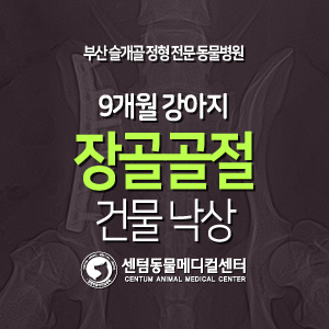  [케이스 소개] 9개월 / 강아지 / 장골골절, 장기 손상 / 건물 낙상 (부산 24시간 입원치료 동물병원)