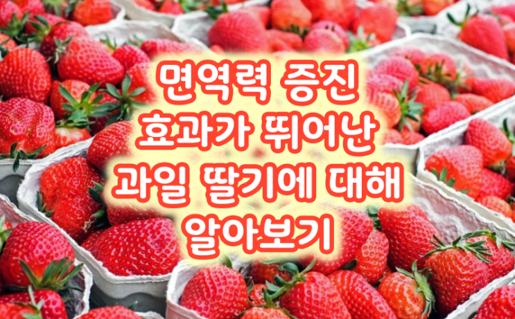  면역력 증진 효과가 뛰어난 과일 딸기에 대해 알아보기
