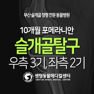  [케이스 소개] 10개월 / 포메라니안 / 슬개골 탈구 / 우측 3기, 좌측 2기 (부산 강아지 외과전문 동물병원)