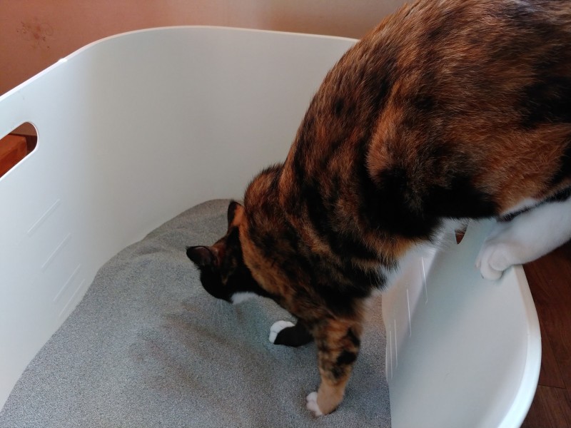 화장실 가기 전후 & 화장실에서 고양이가 우는 이유 : 네이버 블로그