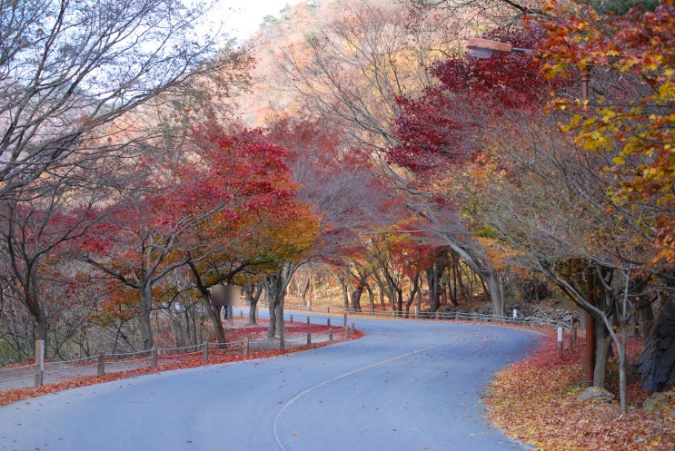 늦은 가을 내장산과 담양 메타세콰이어 가로수길 바람쐬기~