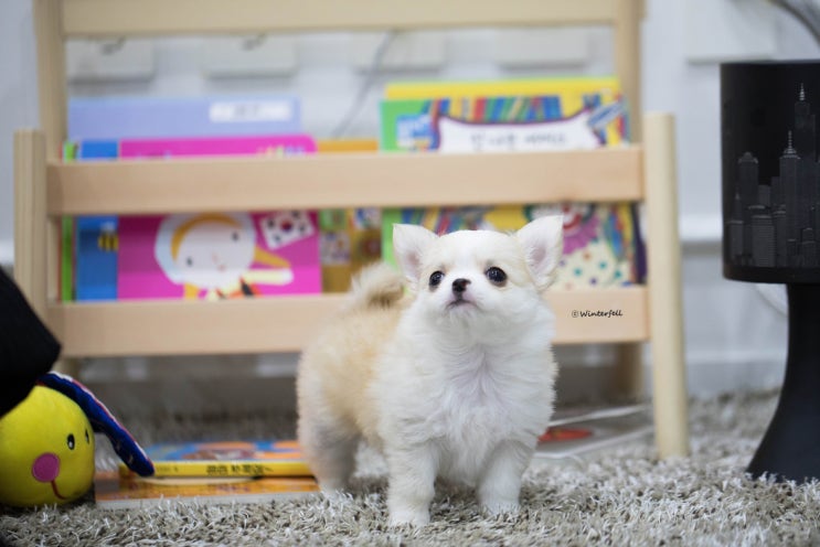  [장모치와와 윈터펠] 크림 치와와 '베리'