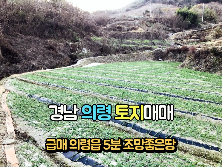  의령부동산(1-701) 급매물 의령읍 5분거리 접근성 편의성좋은 경남토지 의령땅 795m2 매매 입니다