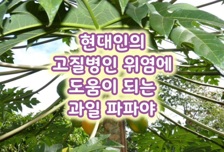 현대인의 고질병인 위염에 도움이 되는 과일 파파야