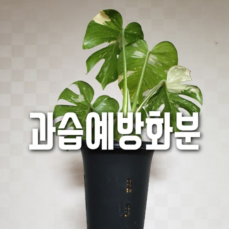  뿌리 과습 예방 화분