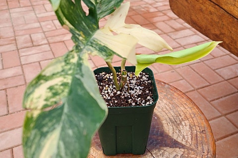플로리다정원 이미지
