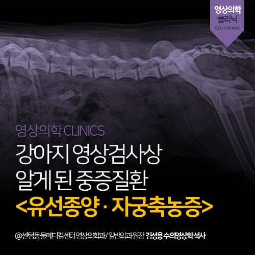 [영상진단전문] 강아지 유선종양 · 자궁축농증 (부산 내과 외과 영상 분과 동물병원)