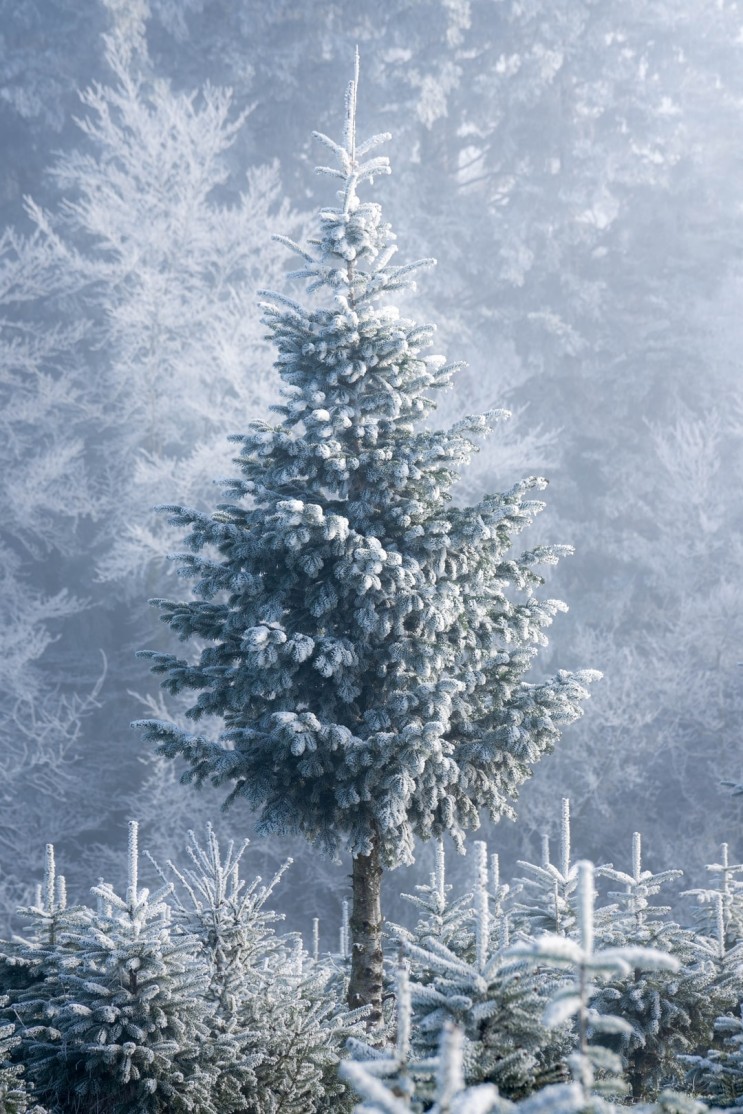 일본동요 크리스마스노래 특집 :소나무야 소나무야 vs もみの木もみの木(모니노키 모미노키):우리나라만 소나무였어요?