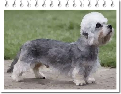  댄디딘몬트테리어 희귀견종(Dandie Dinmont Terriers)의 가격 및 분양