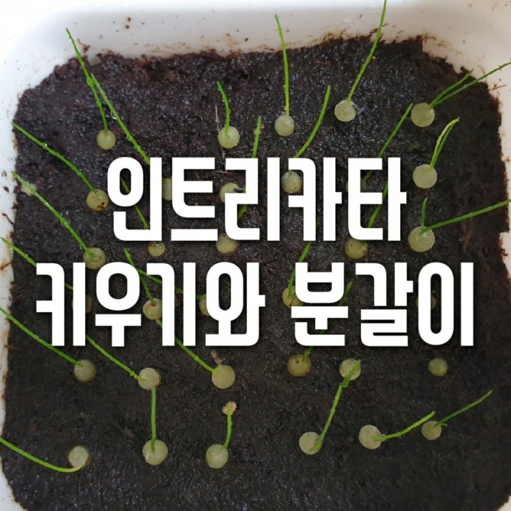 시조바시스 인트리카타 키우기