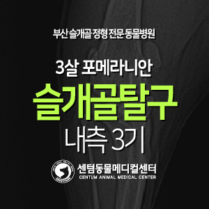  [케이스 소개] 3살 / 포메라니안 / 슬개골 탈구 / 내측 3기 (부산 외과 박사 직접집도 동물병원)