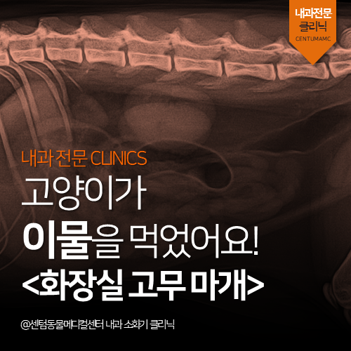  [내과] 고양이가 이물을 먹었어요 (장폐색, 화장실 고무 마개, 응급수술)