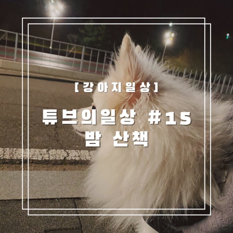 [강아지일상] 튜브의 일상 #15 밤 산책