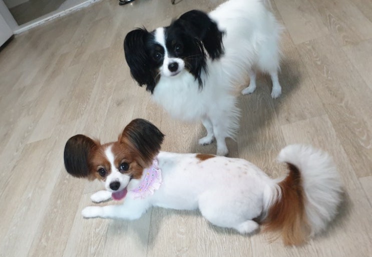  빠삐용 가족의 손지 까망이 하루!