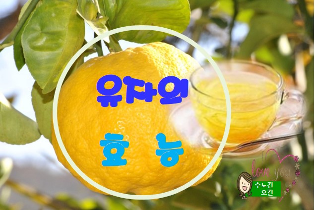  유자의 효능과 부작용을 알아볼까요?